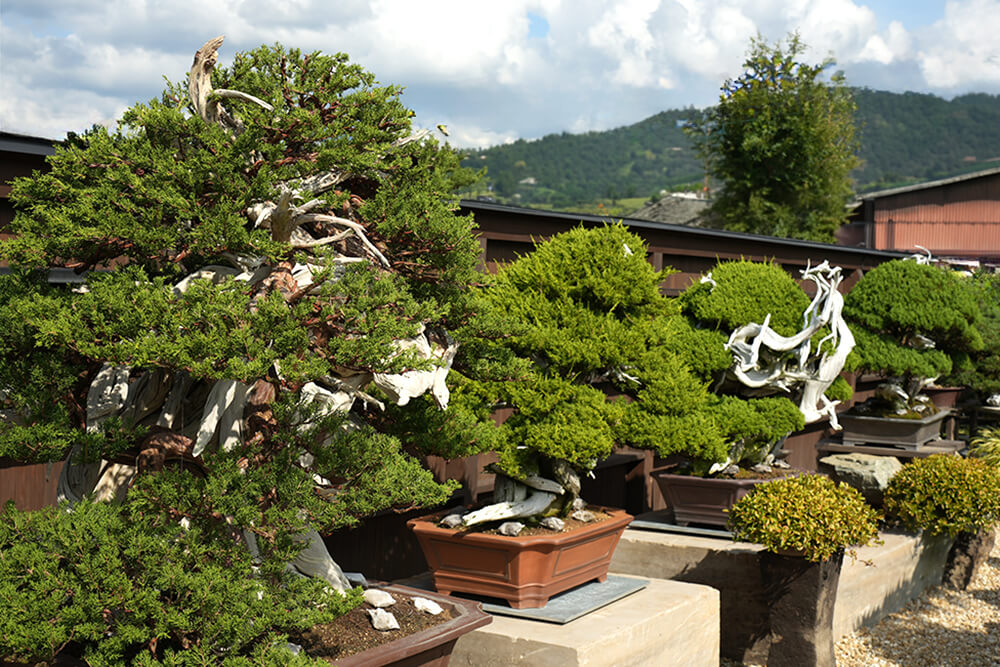 盆栽が並ぶ様子