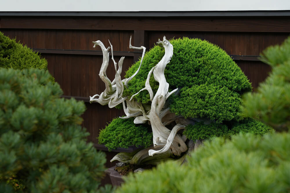 盆栽の隙間から見える風神