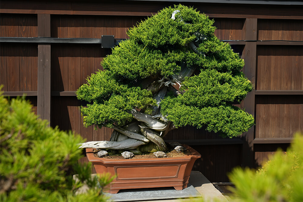 盆栽の隙間から見える雷神