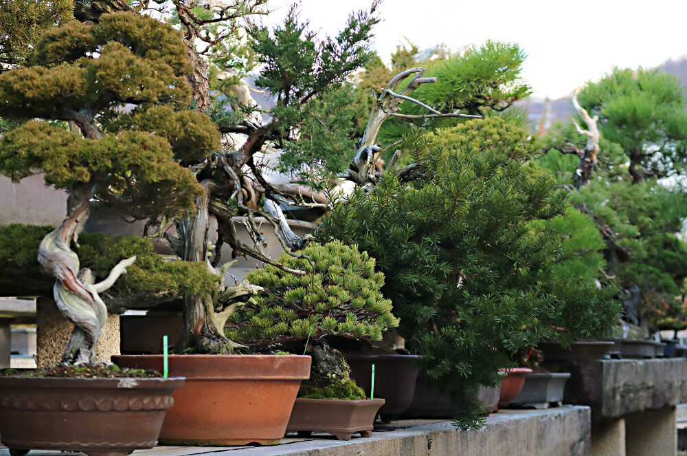 盆栽の並ぶ様子