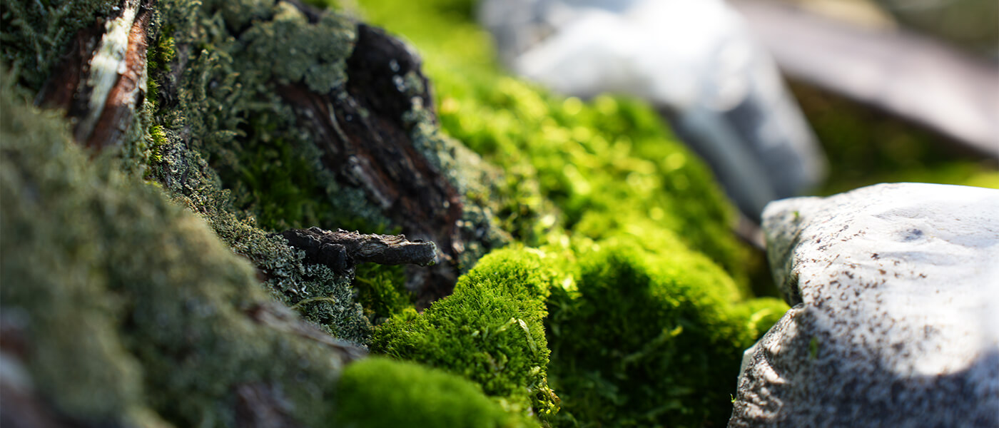 盆栽の根元の苔