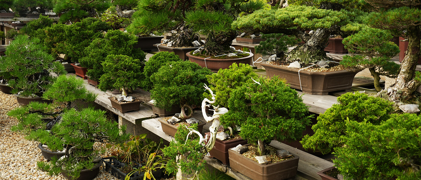 盆栽が並ぶ様子